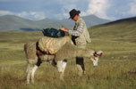 Foredrag. Rejseforedrag fra Peru. Dirch med lama.